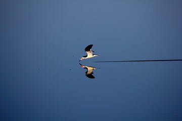 Lone Black skimmer crossing calm waters with reflection. Rynchops niger.