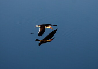 Lone Black skimmer skimming a calm water pond with reflection. Rynchops niger.