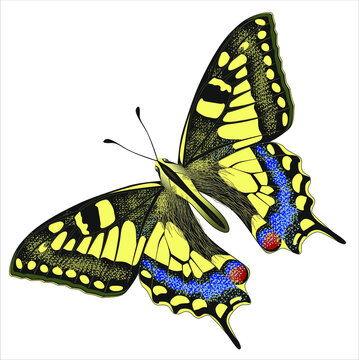 Yellow Butterfly with Swallowtail, inclined. Hand drawing for surface design, sticker, social media, nature or school books Vektor isolated on white background. Insect Papilio Machaon