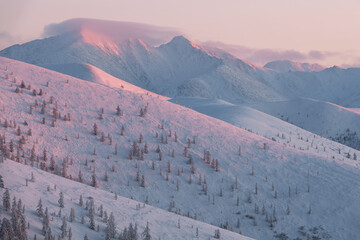 Trees and mountains in the morning pink light against the backdrop of snow-capped mountains. Fog on the Olchansky pass in the coldest place on Earth. Sunrise In the snowy mountains. - 406668586