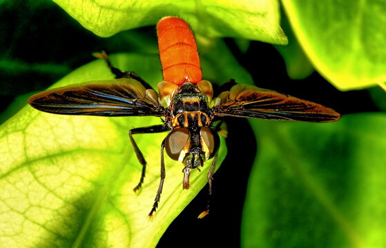 Macro of a Thread-waisted wasp in flight. Sphex lucae.