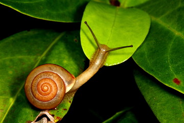 Small Snail extending itself from one leaf to another. Macro photography.
