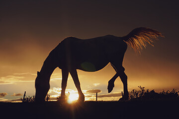 horse silhouette and sunset in the field, animal themes