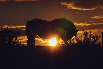 horse silhouette and sunset in the field, animal themes