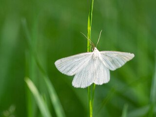 Black-veined moth (Siona lineata) on grass blade