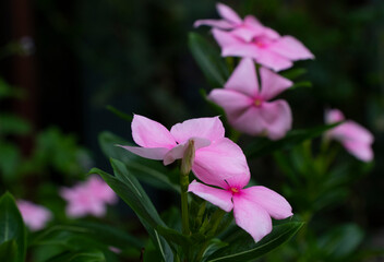 Madagascar periwinkle pink flowers and herb beautiful in black background