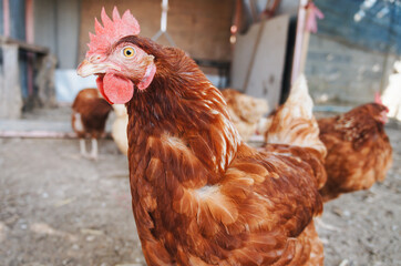 The chickens in organic farm are eating food.