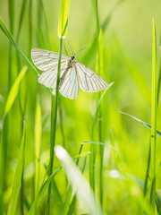 Black-veined moth (Siona lineata) on grass blade