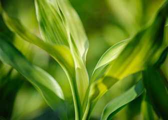 Dracaena braunii or lucky bamboo green foliage,also known as Dracaena sanderiana in high definition.