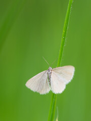 Drab looper moth (Minoa murinata) tiny butterfly