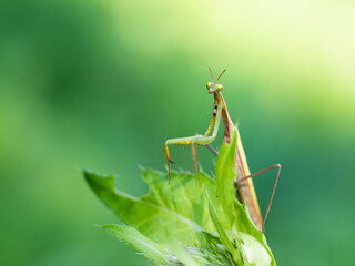 Praying mantis (Mantis religiosa) on green leaf