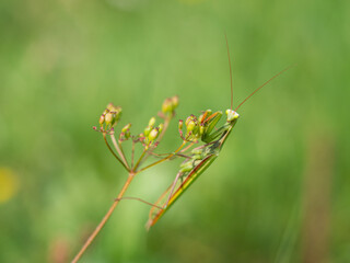 Praying mantis (Mantis religiosa) on plant