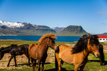 Fototapeta na wymiar Summer landscape and horses in Southern Iceland, Europe