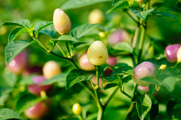 Growing purple and yellow pepper. Organic farming