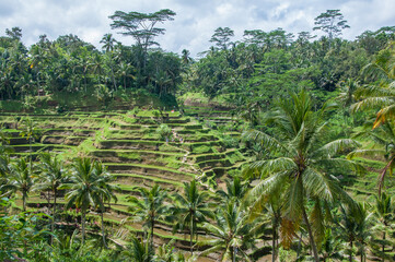 Fototapeta na wymiar Campos de Arroz, arrozales en Ubud, Bali, indonesia