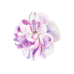 Obraz na płótnie Canvas Watercolor flower in pastel colors for card design or print. Big flower head hand-drawn illustration isolated on white background