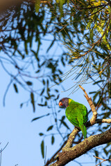 Rainbow lorikeet (Trichoglossus moluccanus) in a gum tree