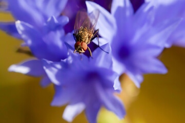 Fly insect macro on a purple flower