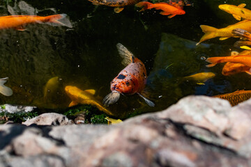 Very beautiful pond with goldfish. Koi carp - colorful decorative fish for decorating artificial reservoirs. Rich colors, individuals of different sizes among water, vegetation and rocks