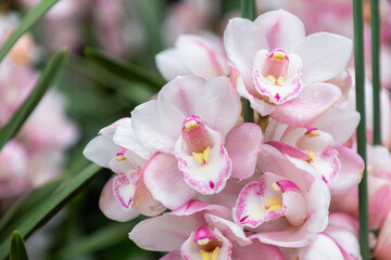 Fototapeta na wymiar Orchid flower in orchid garden at winter or spring day. Cymbidium Orchid.
