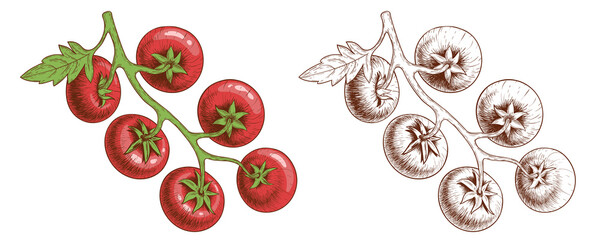 Tomatoes. Tomatoes on branches, hand-drawn. Engraving style and color. Vector illustration isolated on white.