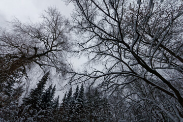 Fototapeta na wymiar Park Śląski pokryty śniegiem.
