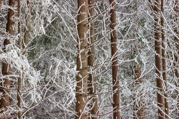 Trunks and branches of the spruce trees covered with hoarfrost