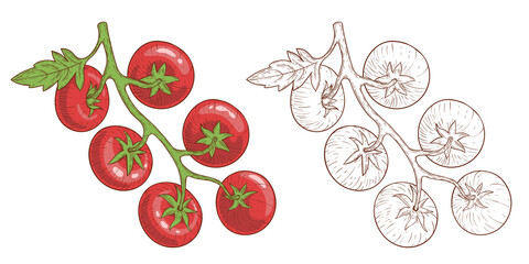 Tomatoes. Tomatoes on branches, hand-drawn. Engraving style and color. Vector illustration isolated on white.