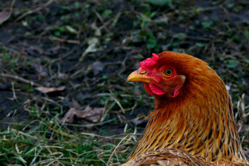 Chicken head close-up on green grass background