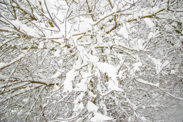 winter, all the trees in the forest are covered with snow