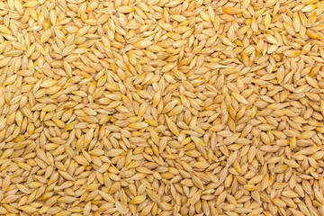 Background of the whole barley grains close-up, top view