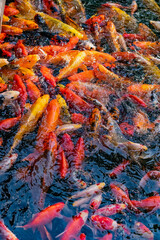 Very beautiful pond with goldfish. Koi carp - colorful decorative fish for decorating artificial reservoirs. Rich colors, individuals of different sizes among water, vegetation and rocks