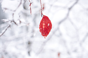 snow on the red leaf in winter season, cold days