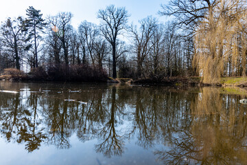 Fototapeta na wymiar Trees and bushes reflecting in big pond in small park