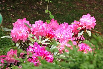 Rhododendron