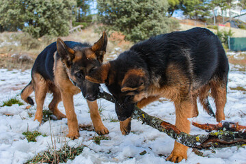 german shepherd dog puppies brothers playing in snow