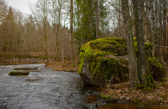 Big stone covered by moss near Valgejogi river (estonian Valgejõgi) located in Nommeveski (Estonian Nõmmeveski). Cloudy autumn evening. Selective focus.