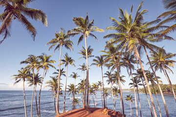 Retro toned picture of a tropical island with coconut palm trees.