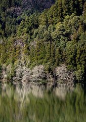 Furnas lake with reflection of trees and clouds in water. Sao Miguel island, Azores.