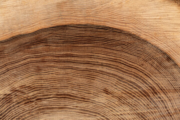 Detail der Jahresringe eines dicken Baumstammes mit dunklem Kern