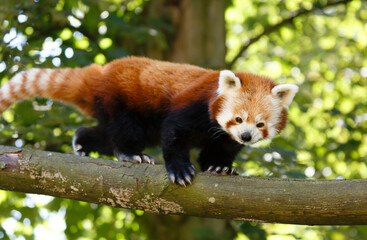 Red panda or lesser panda (ailurus fulgens) in a tree