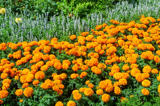 Flower bed border of marigolds which are a yellow summer flowering plant growing in a public park formal garden in July, stock photo image