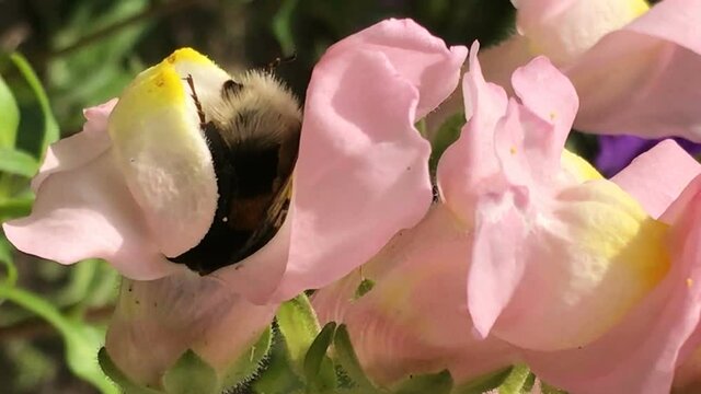 Yellow bumble bee pollinates colorful matthiola gillyflower collects pollen shakes legs and nectar cleans antennas, walks all over flower bright sunny spring summer or early autumn fall day. Beautiful