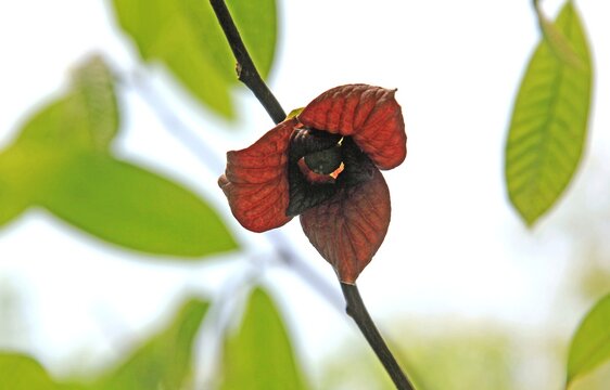 Bl&uuml;te Papau