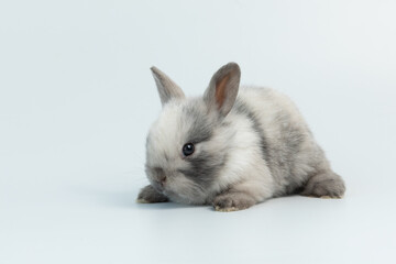 Lovely baby bunny easter brown rabbit on white background. Cute fluffy rabbit on white background Lovely mammal with beautiful bright eyes in nature life.Animal concept.