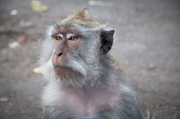 Macacos en Bali. Bosque de los Monos