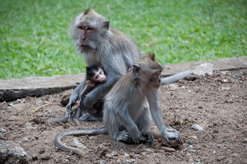 Macacos en Bali. Bosque de los Monos