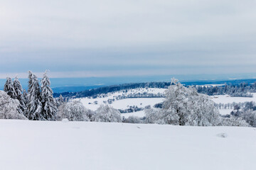 Pine trees in forest covered with snow on frosty evening. Beautiful stunning winter panorama, winterwonderland. Germany, Hesse, Hoherodskodskopf