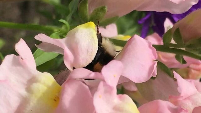 Yellow bumble bee pollinates colorful matthiola gillyflower collects pollen shakes legs and nectar cleans antennas, walks all over flower bright sunny spring summer or early autumn fall day. Beautiful