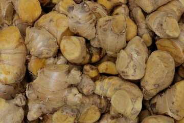 Cassumunar ginger  herb for medicine in thailand